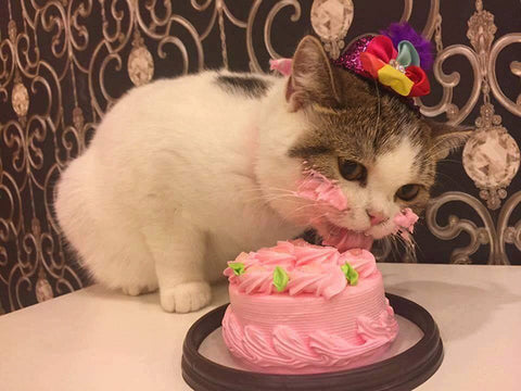Cake Kitten